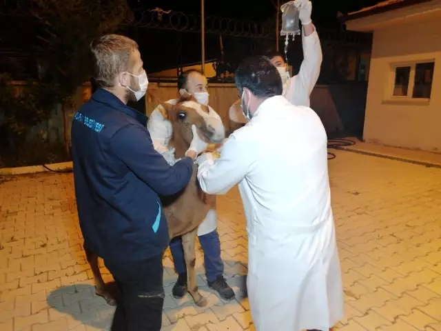 Önce tedavi etti, sonra sarıldı: Yaralı tay ile belediye görevlisinin o anları yürekleri ısıttı Önce tedavi etti, sonra sarıldı: Yaralı tay ile belediye görevlisinin o anları yürekleri ısıttı