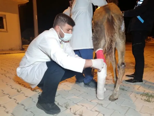 Önce tedavi etti, sonra sarıldı: Yaralı tay ile belediye görevlisinin o anları yürekleri ısıttı Önce tedavi etti, sonra sarıldı: Yaralı tay ile belediye görevlisinin o anları yürekleri ısıttı