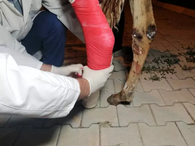 Önce tedavi etti, sonra sarıldı: Yaralı tay ile belediye görevlisinin o anları yürekleri ısıttı Önce tedavi etti, sonra sarıldı: Yaralı tay ile belediye görevlisinin o anları yürekleri ısıttı