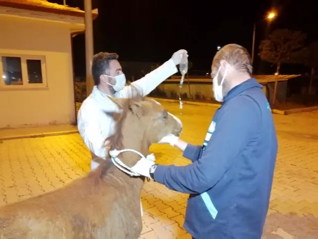 Önce tedavi etti, sonra sarıldı: Yaralı tay ile belediye görevlisinin o anları yürekleri ısıttı Önce tedavi etti, sonra sarıldı: Yaralı tay ile belediye görevlisinin o anları yürekleri ısıttı