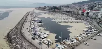 deniz salyalari canlilarin sonu oluyor baliklardan sonra simdi de su samuru vurdu haberler