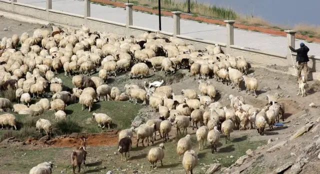 Erzincan'da meralar küçükbaş hayvanlarla şenlendi Erzincan'da meralar küçükbaş hayvanlarla şenlendi