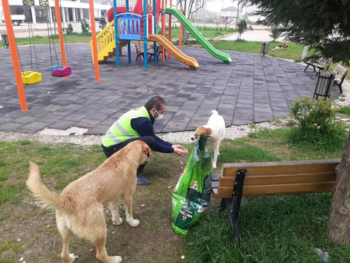 Fatsa Belediyesi can dostları unutmuyor