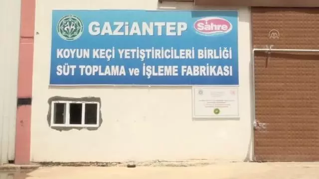 GAZİANTEP - Tam kapanmadan etkilenen üreticinin sütleri değerlendiriliyor GAZİANTEP - Tam kapanmadan etkilenen üreticinin sütleri değerlendiriliyor