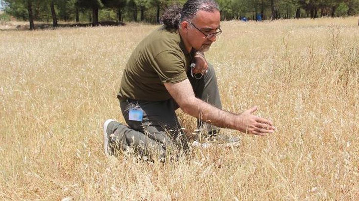 Günedoğu Anadolu'da çöl çekirgesi endişesi! Önlerine geleni yiyorlar
