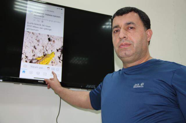 Günedoğu Anadolu'da çöl çekirgesi endişesi! Önlerine çıkan her şeyi yiyorlar