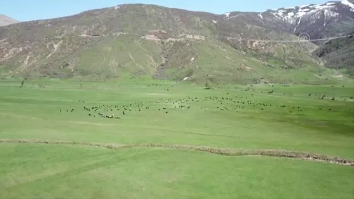 Havaların ısınmasıyla yeşeren meralar koyun sürüleriyle şenlendi