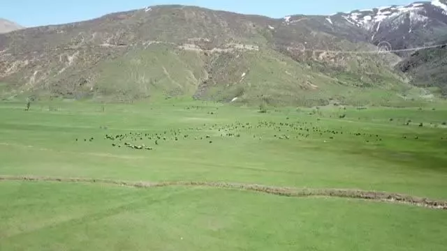 Havaların ısınmasıyla yeşeren meralar koyun sürüleriyle şenlendi Havaların ısınmasıyla yeşeren meralar koyun sürüleriyle şenlendi