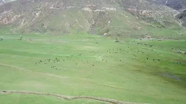 Havaların ısınmasıyla yeşeren meralar koyun sürüleriyle şenlendi Havaların ısınmasıyla yeşeren meralar koyun sürüleriyle şenlendi