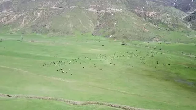 Havaların ısınmasıyla yeşeren meralar koyun sürüleriyle şenlendi Havaların ısınmasıyla yeşeren meralar koyun sürüleriyle şenlendi