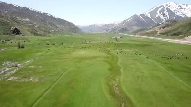 Havaların ısınmasıyla yeşeren meralar koyun sürüleriyle şenlendi Havaların ısınmasıyla yeşeren meralar koyun sürüleriyle şenlendi