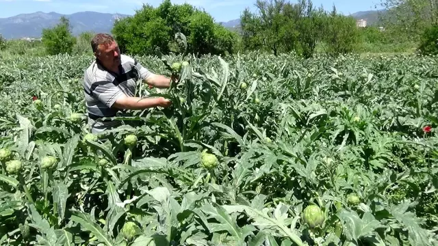 İspanyol Enginarı Kazdağları'nı sevdi İspanyol Enginarı Kazdağları'nı sevdi