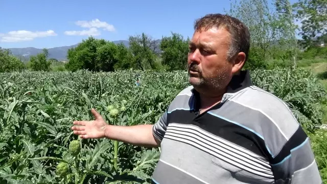 İspanyol Enginarı Kazdağları'nı sevdi İspanyol Enginarı Kazdağları'nı sevdi