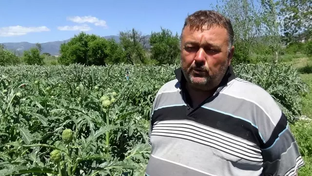 İspanyol Enginarı Kazdağları'nı sevdi İspanyol Enginarı Kazdağları'nı sevdi