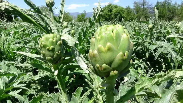 İspanyol Enginarı Kazdağları'nı sevdi İspanyol Enginarı Kazdağları'nı sevdi