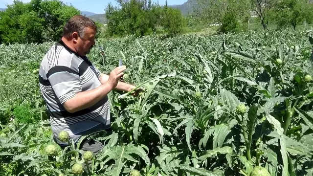 İspanyol Enginarı Kazdağları'nı sevdi İspanyol Enginarı Kazdağları'nı sevdi