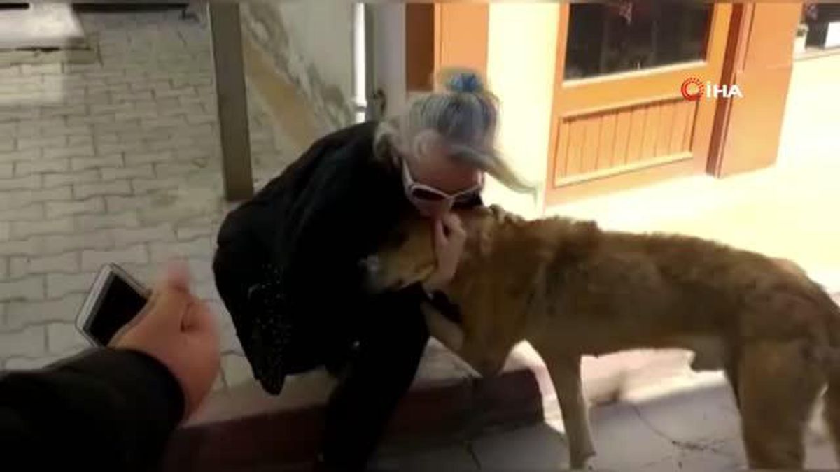 İstanbul'da tedaviye götürülen sokak köpeği Emet'e geri getirildi