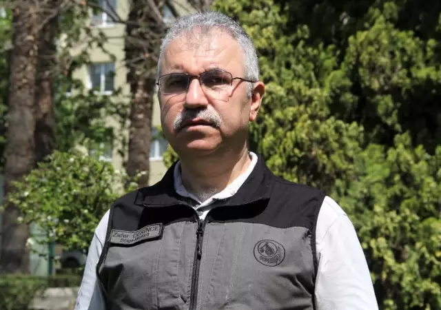 İzmir ve Manisa'da küle dönen ormanlık alanlar artık yemyeşil İzmir ve Manisa'da küle dönen ormanlık alanlar artık yemyeşil