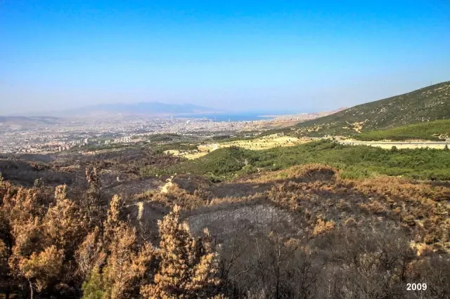 İzmir ve Manisa'da küle dönen ormanlık alanlar artık yemyeşil İzmir ve Manisa'da küle dönen ormanlık alanlar artık yemyeşil