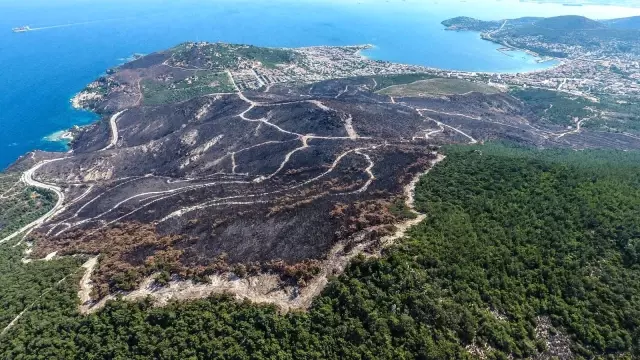 İzmir ve Manisa'da küle dönen ormanlık alanlar artık yemyeşil İzmir ve Manisa'da küle dönen ormanlık alanlar artık yemyeşil