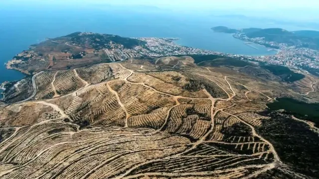 İzmir ve Manisa'da küle dönen ormanlık alanlar artık yemyeşil İzmir ve Manisa'da küle dönen ormanlık alanlar artık yemyeşil