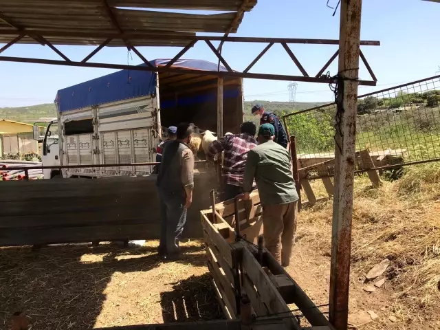 Jandarma hayvan hırsızlarını didik didik edip buldu Jandarma hayvan hırsızlarını didik didik edip buldu