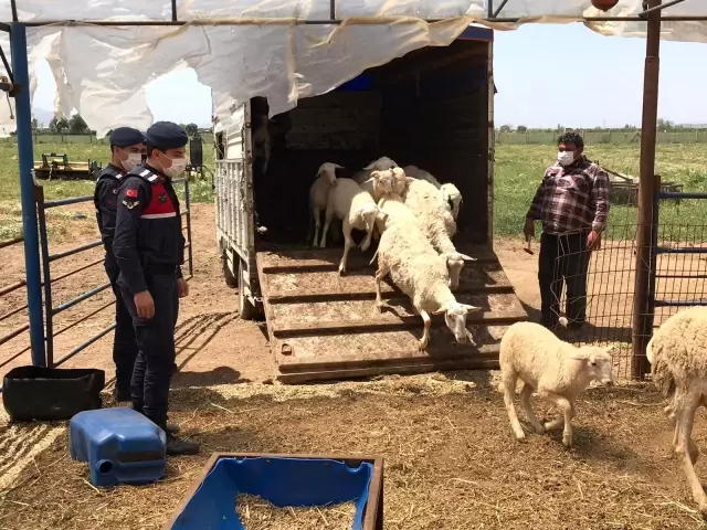 Jandarma hayvan hırsızlarını didik didik edip buldu Jandarma hayvan hırsızlarını didik didik edip buldu