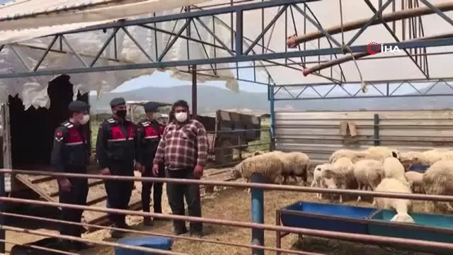 Jandarma hayvan hırsızlarını didik didik edip buldu Jandarma hayvan hırsızlarını didik didik edip buldu