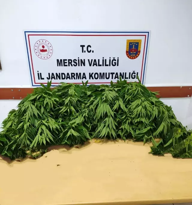 Son dakika haberi! Jandarma uyuşturucu tacirlerine göz açtırmıyor Son dakika haberi! Jandarma uyuşturucu tacirlerine göz açtırmıyor