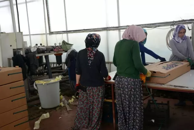 Jeotermal serada yılda 300 bin meyve fidanı üretiliyor Jeotermal serada yılda 300 bin meyve fidanı üretiliyor