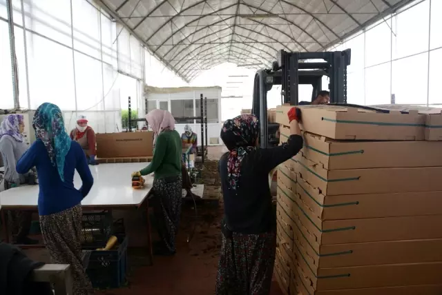 Jeotermal serada yılda 300 bin meyve fidanı üretiliyor Jeotermal serada yılda 300 bin meyve fidanı üretiliyor