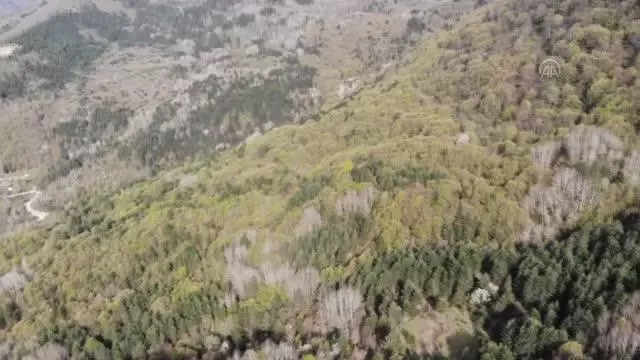 KASTAMONU - 'Saklı cennet' Şenpazar doğa içinde izolasyon imkanı sunuyor KASTAMONU - 'Saklı cennet' Şenpazar doğa içinde izolasyon imkanı sunuyor