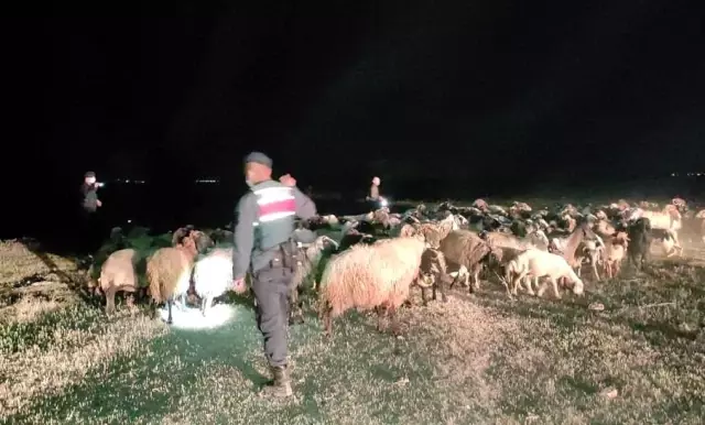 Kayıp koyunları jandarma buldu Kayıp koyunları jandarma buldu