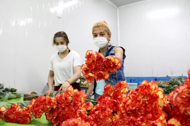 Kesme çiçek sektörü pandemi krizini fırsata çevirdi Kesme çiçek sektörü pandemi krizini fırsata çevirdi