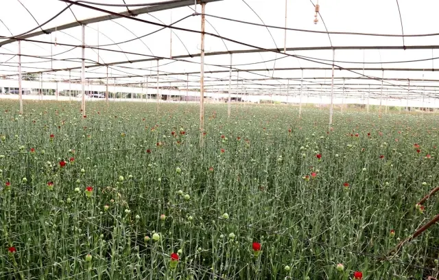 Kesme çiçek sektörü pandemi krizini fırsata çevirdi Kesme çiçek sektörü pandemi krizini fırsata çevirdi
