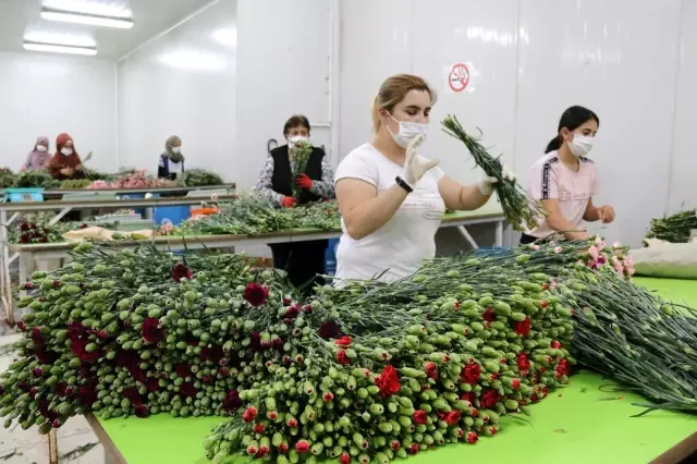 Kesme çiçek sektörü pandemi krizini fırsata çevirdi Kesme çiçek sektörü pandemi krizini fırsata çevirdi