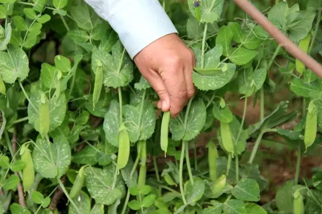 kisitlama gunleri en cok onlara yaradi 12 14111628 o