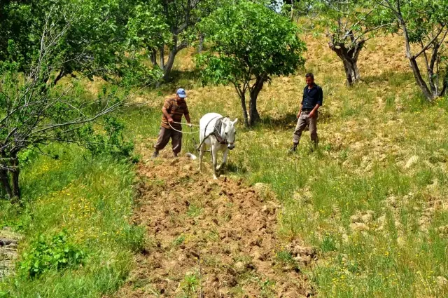 Koçarlı'da 3 bin yıllık tarım geleneği sürdürülüyor Koçarlı'da 3 bin yıllık tarım geleneği sürdürülüyor