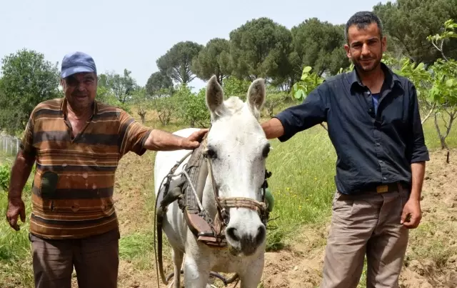Koçarlı'da 3 bin yıllık tarım geleneği sürdürülüyor Koçarlı'da 3 bin yıllık tarım geleneği sürdürülüyor