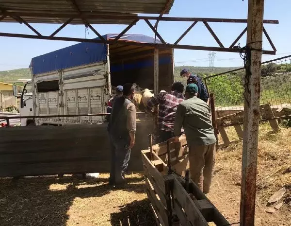 Son dakika haberi... KOYUN HIRSIZLARI 147 SAAT GÜVENLİK KAMERASI İZLENEREK YAKALANDI Son dakika haberi... KOYUN HIRSIZLARI 147 SAAT GÜVENLİK KAMERASI İZLENEREK YAKALANDI