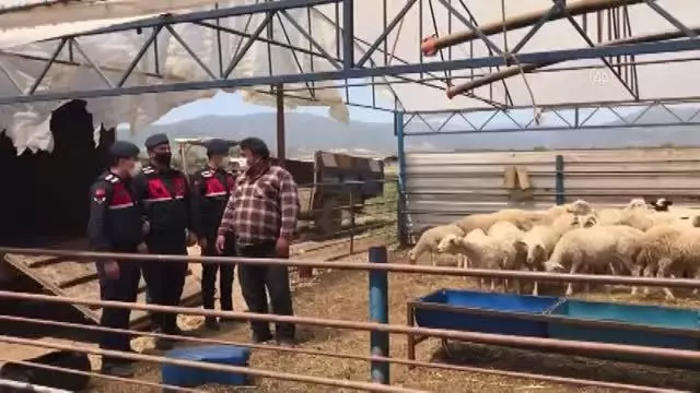 Küçükbaş hayvan çaldığı öne sürülen 3 kişi tutuklandı Küçükbaş hayvan çaldığı öne sürülen 3 kişi tutuklandı