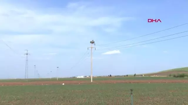 KURAKLIK LEYLEKLERİ DE ETKİLEDİ; YAVRU SAYILARINDA BEKLENİLEN ORANA ULAŞILMAMA TEHLİKESİ BAŞLADI KURAKLIK LEYLEKLERİ DE ETKİLEDİ; YAVRU SAYILARINDA BEKLENİLEN ORANA ULAŞILMAMA TEHLİKESİ BAŞLADI
