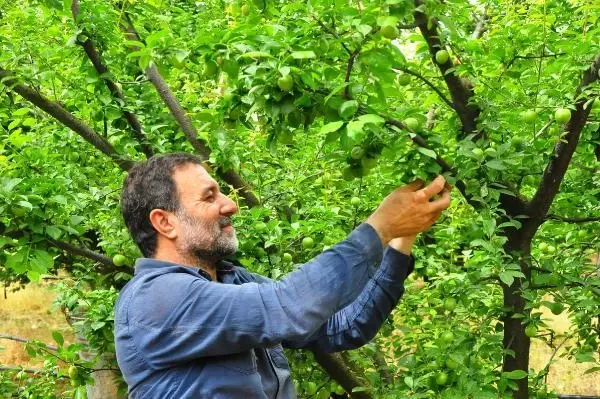 Manisa'nın 'dumanlı papaz' eriğinde hasat başladı Manisa'nın 'dumanlı papaz' eriğinde hasat başladı
