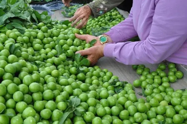 Manisa'nın 'dumanlı papaz' eriğinde hasat başladı Manisa'nın 'dumanlı papaz' eriğinde hasat başladı