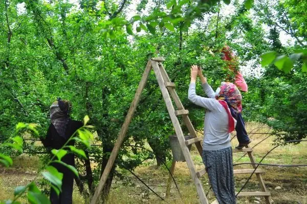 Manisa'nın 'dumanlı papaz' eriğinde hasat başladı Manisa'nın 'dumanlı papaz' eriğinde hasat başladı