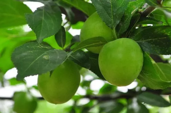 Manisa'nın 'dumanlı papaz' eriğinde hasat başladı Manisa'nın 'dumanlı papaz' eriğinde hasat başladı