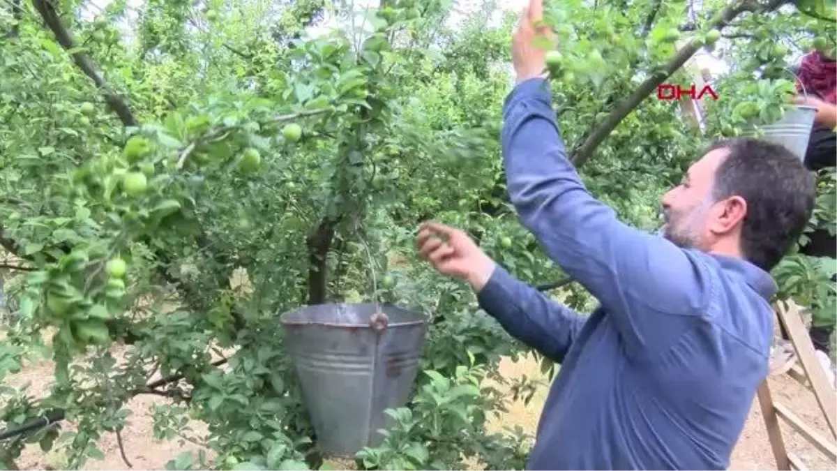Manisa'nın 'dumanlı papaz' eriğinde hasat başladı