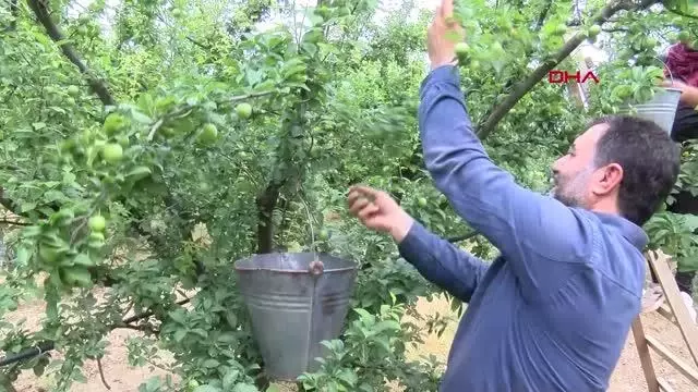 Manisa'nın 'dumanlı papaz' eriğinde hasat başladı Manisa'nın 'dumanlı papaz' eriğinde hasat başladı