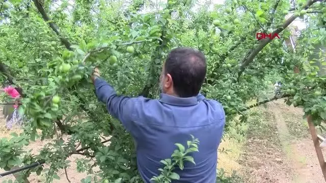 Manisa'nın 'dumanlı papaz' eriğinde hasat başladı Manisa'nın 'dumanlı papaz' eriğinde hasat başladı