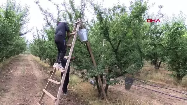 Manisa'nın 'dumanlı papaz' eriğinde hasat başladı Manisa'nın 'dumanlı papaz' eriğinde hasat başladı